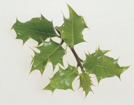 Ilex aquifolium - Holly