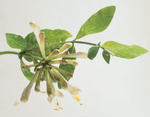 Lonicera periclymenum - Honeysuckle