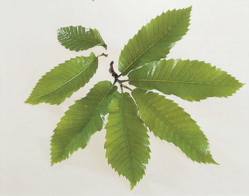 Castanea sativa - Sweet Chestnut