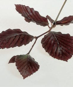 Fagus sylvatica purpurea - Copper Beech