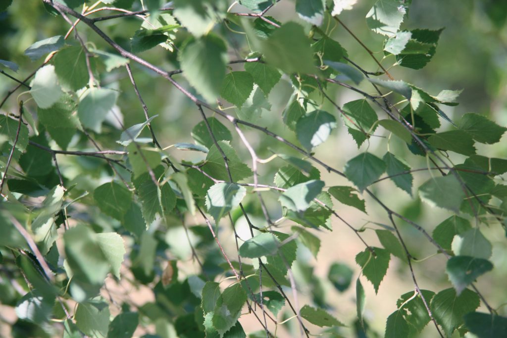 Betula pendula - Silver Birch