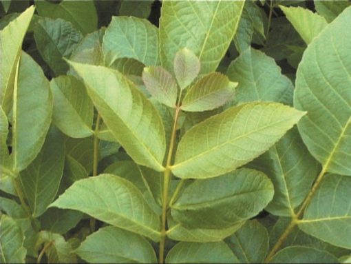 Juglans regia - English walnut