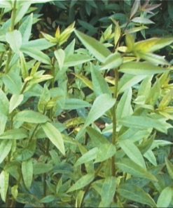 Ligustrum vulgare - Wild Privet