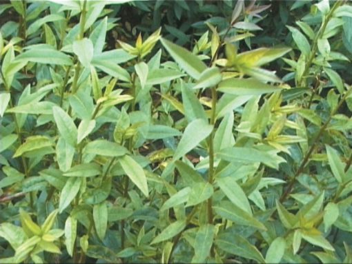 Ligustrum vulgare - Wild Privet