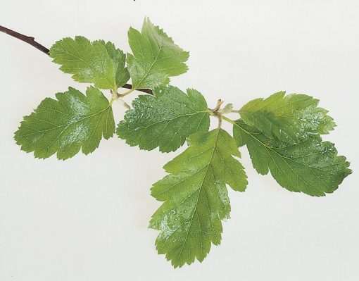 Whitebeam