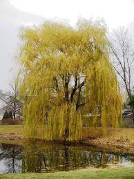 Beautiful weeping willow