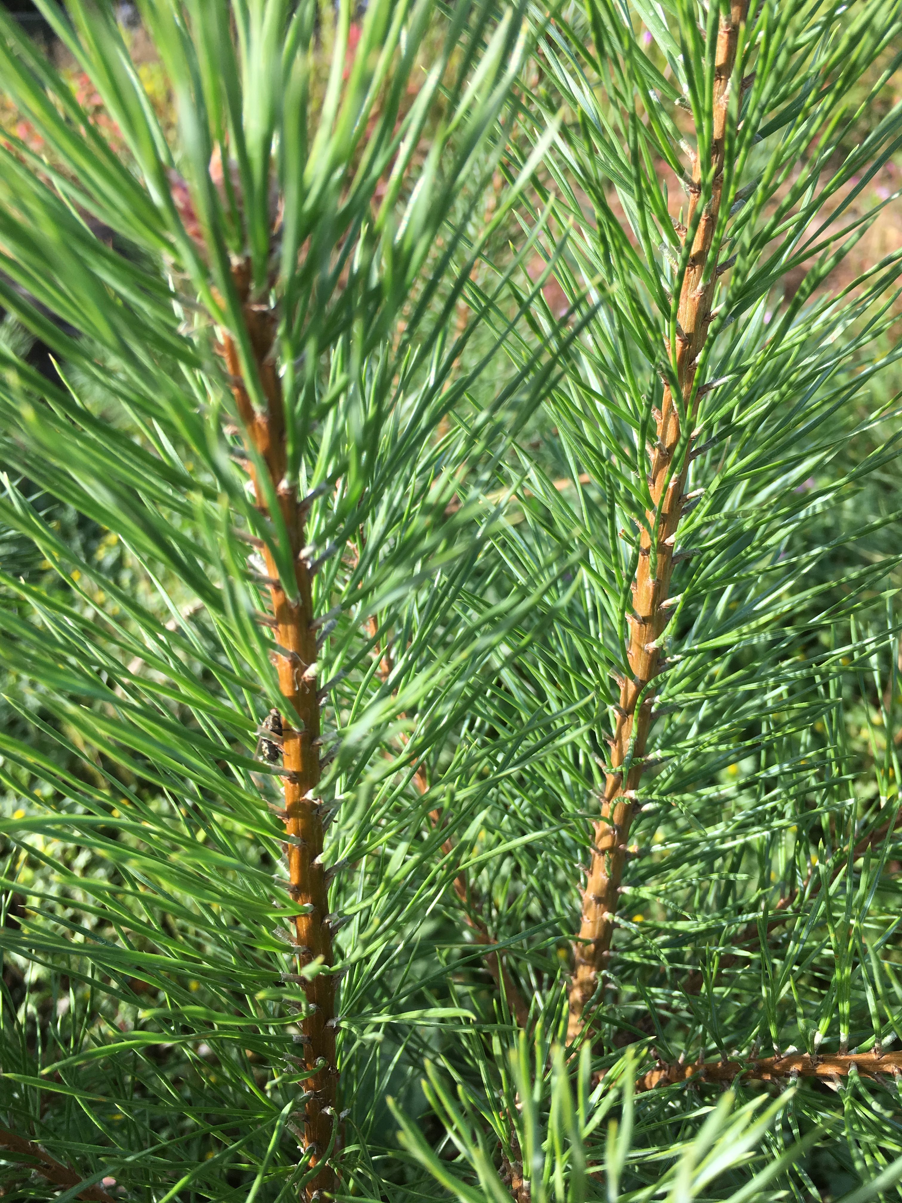 1 Pinus sylvestris Scots Pine Hardy Tree Easy to Grow Your Own Native Garden Trees Ideal As Specimen Trees Supplied As 1x Rootrainer Plug Plant by Thompson and Morgan 