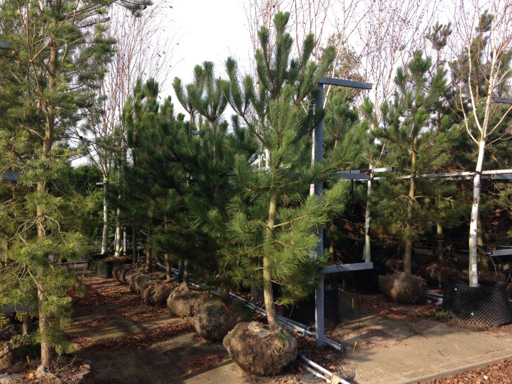 Thorpe Trees