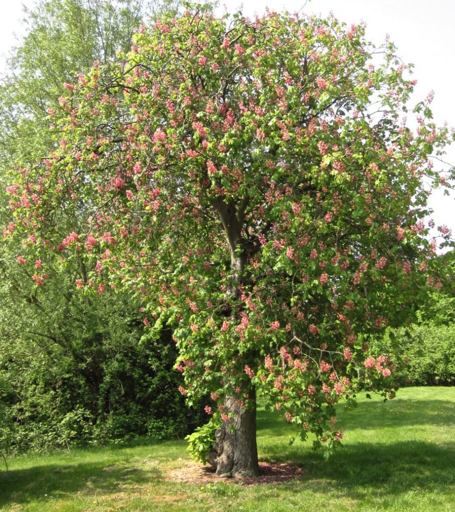 Thorpe Trees