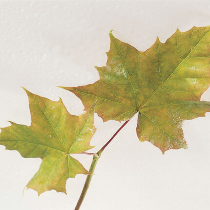 Acer Platanoides - Norway Maple (Feathered & Standard Trees) - Available from November 2026
