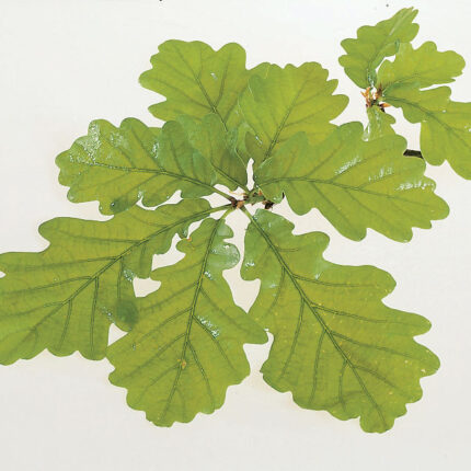 Quercus Petraea - Sessile Oak (Feathered & Standard Trees) - Available from November 2026