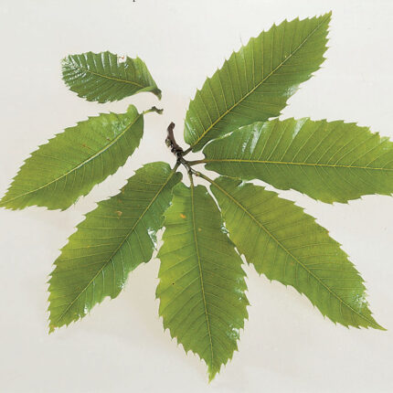 Castanea Sativa - Sweet Chestnut (Feathered & Standard Trees) - Available from November 2026