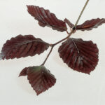 Fagus Sylvatica Purpurea - Copper Beech (Whips) - Available from November 2026