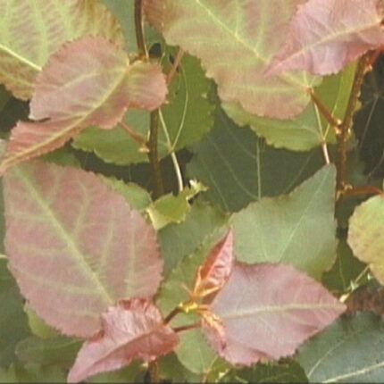 Populus Tremula - Aspen (Whips) - Available from November 2026