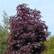 Acer Crimson Sentry - Ornamental Maple - Available from November 2026