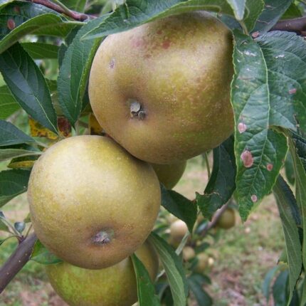 Apple Brownlees Russet - Available from November 2026