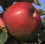 Apple Jumbo - Available from November 2026