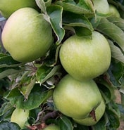 Apple Lord Derby - Available from November 2026