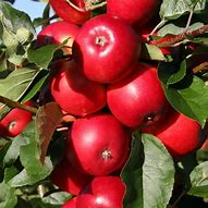 Apple Scrumptious - Available from November 2026