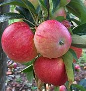 Apple Tydemans Early Worcester - Available from November 2026