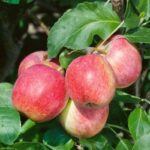 Apple Worcester Pearmain