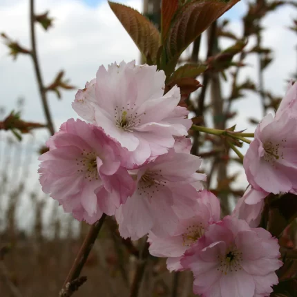 Prunus Serrulata Beni Yutaka - Ornamental Flowering Cherry - Available from November 2026