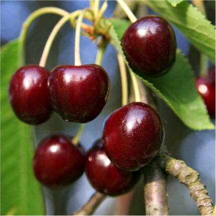 Cherry Early Rivers - Available from November 2026