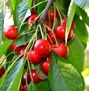 Cherry Sweetheart - Available from November 2026