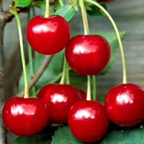 Cherry Morello - Available from November 2026