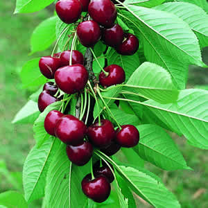 Cherry Stella - Available from November 2026