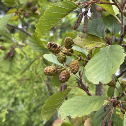 Alnus Glutinosa - Common Alder (Whips)