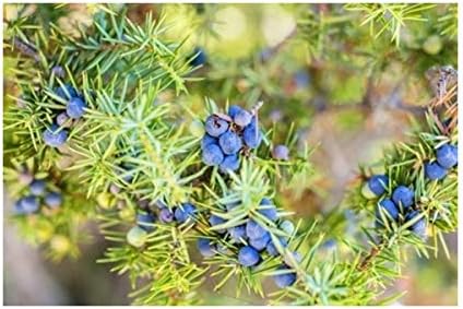 Juniper Communis - Available from November 2026