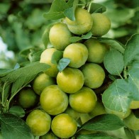 Greengage Old English - Available from November 2026