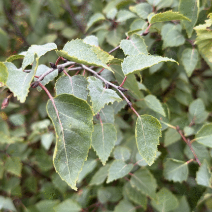 Betula Pendula - Silver Birch (Whips) - Available from November 2026