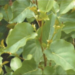 Alnus Cordata - Italian Alder (Whips) - Available from November 2026