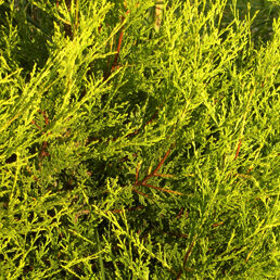 Cupressocyparis Leylandii - Castlewellan Gold (Containerised)