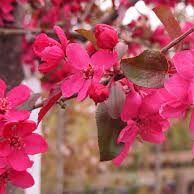 Malus Royalty - Ornamental Flowering Crab Apple - Available from November 2026