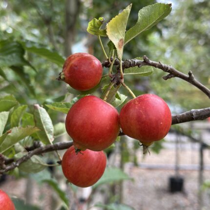 Malus Everest - Ornamental Flowering Crab Apple - Available from November 2026