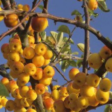 Malus Butterball - Ornamental Flowering Crab Apple - Available from November 2026