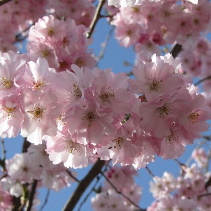 Prunus Accolade - Ornamental Flowering Cherry - Available from November 2026