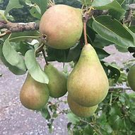 Pear Concorde - Available from November 2026