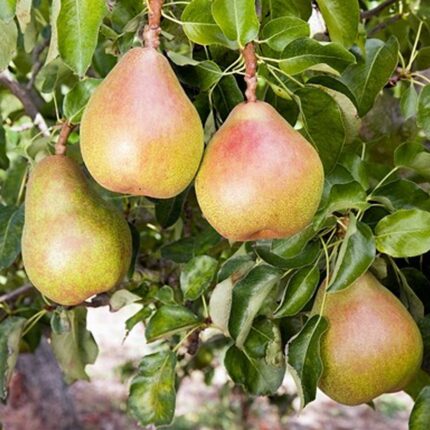 Pear Doyenne Du Comice - Available from November 2026