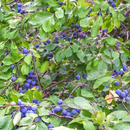 Prunus Domestica - Wild Plum - Available from November 2026