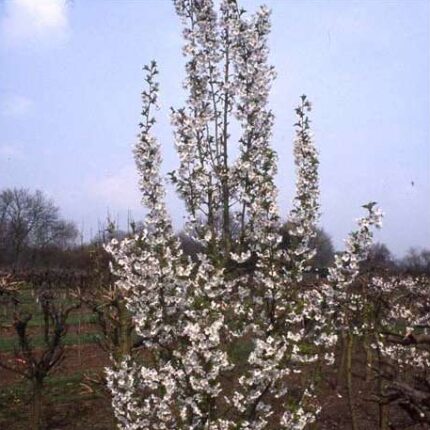Prunus Snow Goose - Ornamental Flowering Cherry - Available from November 2026