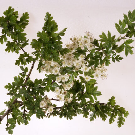 Crataegus Monogyna - Quickthorn (Hawthorn) - Available from November 2026