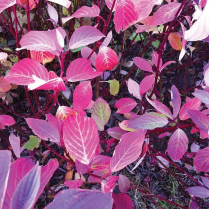 Cornus Alba - Red Barked Dogwood - Available from November 2026