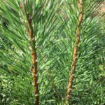 Pinus Sylvestris - Scots Pine (Containerised)
