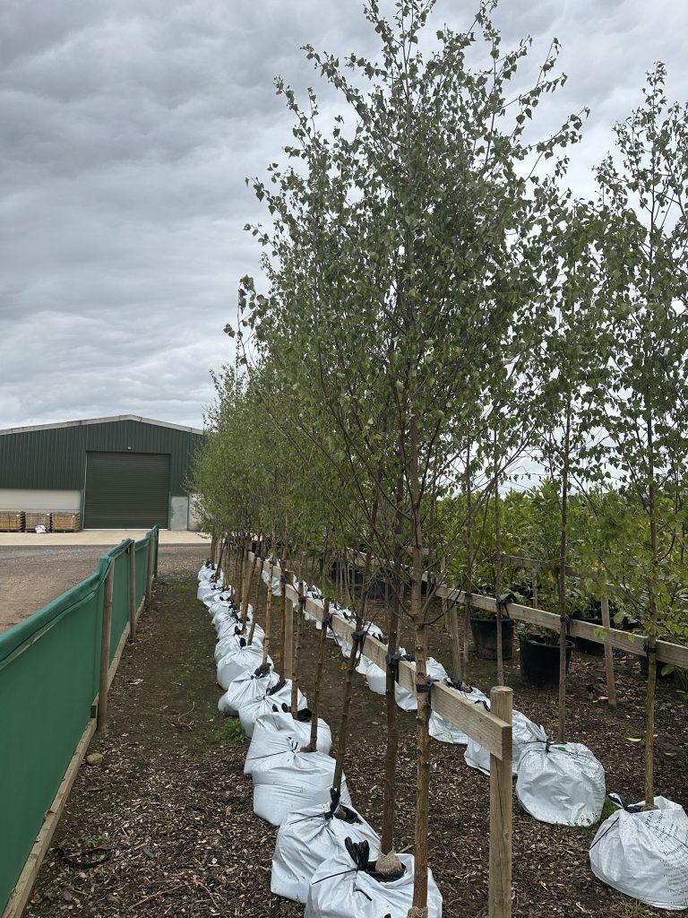 Thorpe Trees
