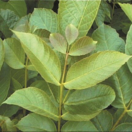Juglans Regia - English Walnut (Feathered & Standard Trees) - Available from November 2026