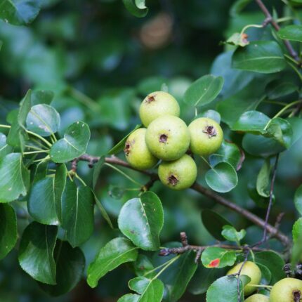 Wild Pear (Pyrus Communis) - Available from November 2026